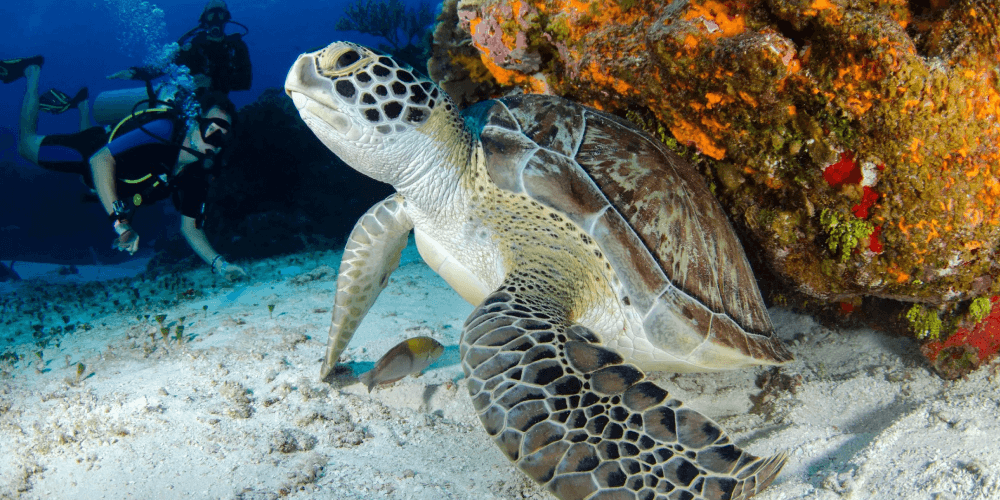 Loggerhead turtle spotted during Fethiye dive